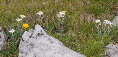 Leontopodium alpinum.2.jpg