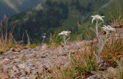 Leontopodium alpinum.3.jpg