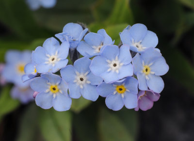 Myosotis alpestris. Close-up.jpg