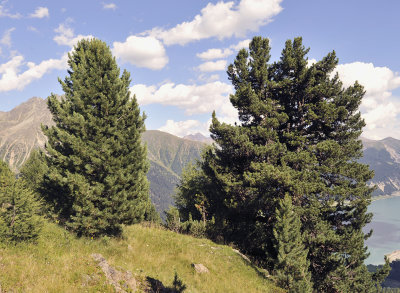 Pinus cembra.2.jpg