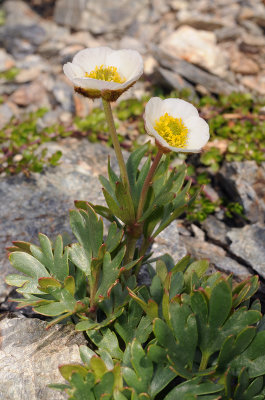 Ranunculus glacialis.2.jpg