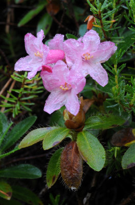 Rhododendron hirsutum. Closer.jpg