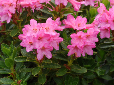 Rhododendron hirsutum. Close-up.2.jpg