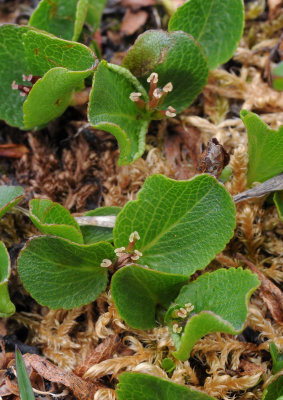 Salix herbacea female plant.3.jpg