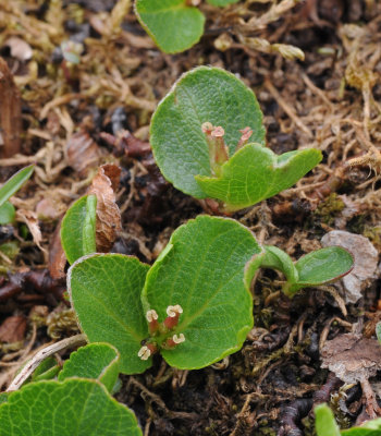 Salix herbacea female plant.4.jpg