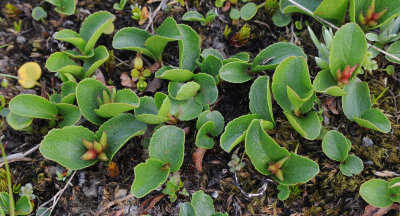 Salix herbacea female plant.jpg
