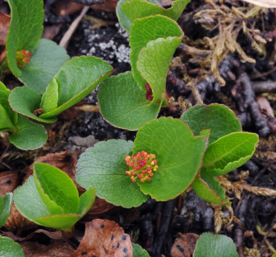 Salix herbacea male plant.jpg