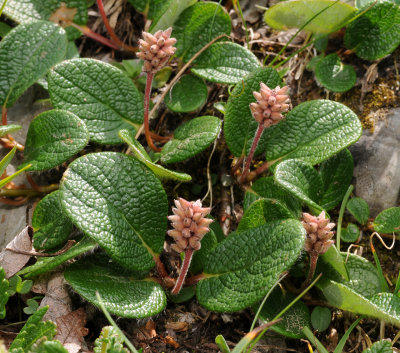 Salix reticulata. Closer.jpg