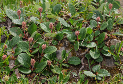 Salix reticulata.jpg