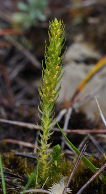 Selaginella selaginoides.jpg