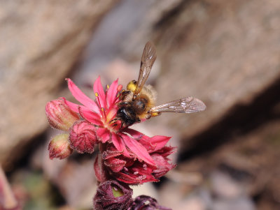 Sempervivum arachnoideum. Close-up. with bee.2.jpg
