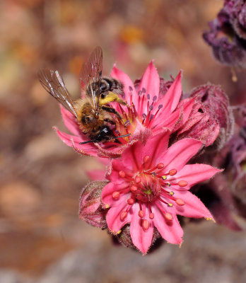 Sempervivum arachnoideum. Close-up. with bee.3.jpg