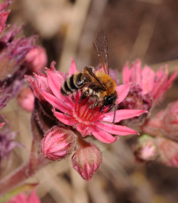 Sempervivum arachnoideum. Close-up. with bee.4.jpg
