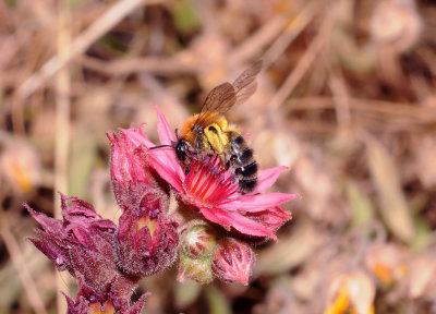 Sempervivum arachnoideum. Close-up. with bee.jpg