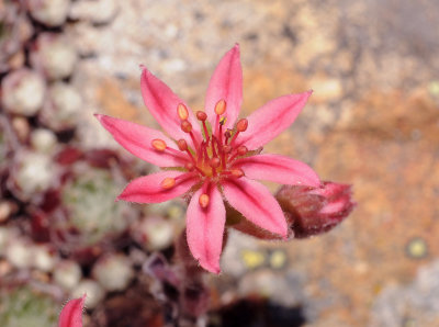 Sempervivum arachnoideum. Close-up.jpg