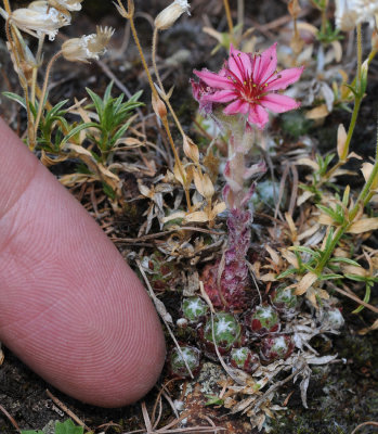 Sempervivum arachnoideum. Dwarfed plant with finger.jpg
