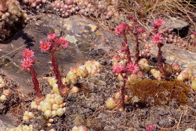 Sempervivum arachnoideum. In habitat.2.jpg