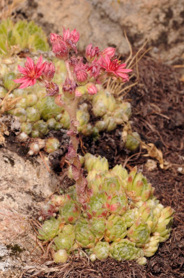 Sempervivum arachnoideum.1.jpg