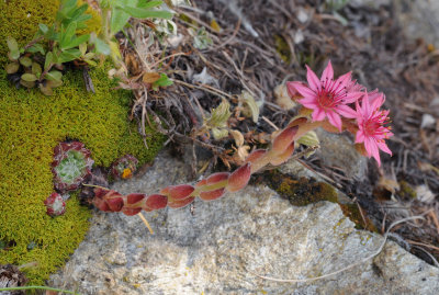 Sempervivum arachnoideum.2.jpg