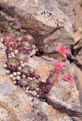 Sempervivum arachnoideum.3.jpg