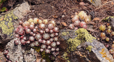 Sempervivum arachnoideum.4.jpg