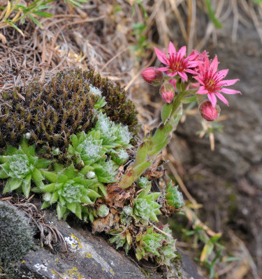 Sempervivum arachnoideum.11.jpg