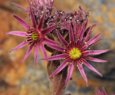 Sempervivum montanum. Close-up.jpg