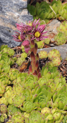 Sempervivum montanum.3.jpg