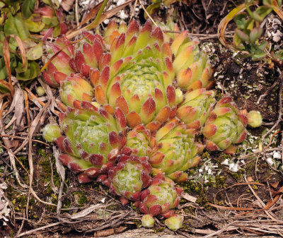 Sempervivum natural hybrid.jpg