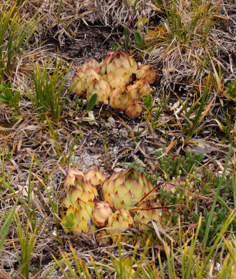 Sempervivum tectorum.2..jpg