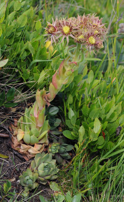 Sempervivum wulfenii. 2.jpg