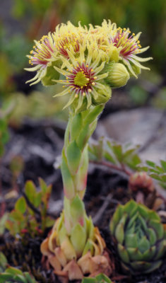 Sempervivum wulfenii. Closer.jpg