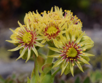 Sempervivum wulfenii. Close-up 4.jpg