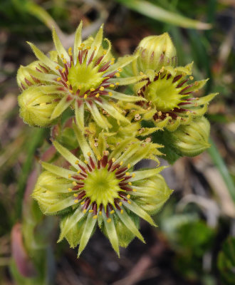 Sempervivum wulfenii. Close-up.3.jpg