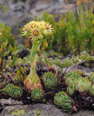 Sempervivum wulfenii.4.jpg