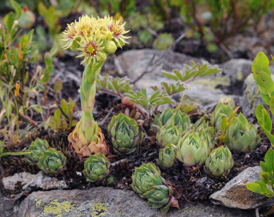 Sempervivum wulfenii.5.jpg