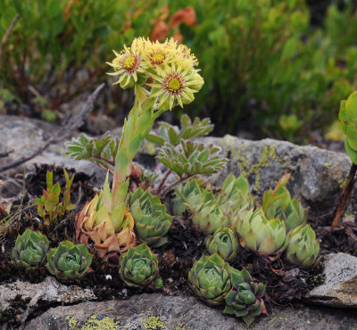 Sempervivum wulfenii.8.jpg