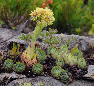 Sempervivum wulfenii.9.jpg