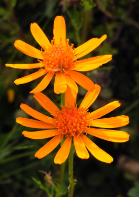 Senecio abrotanifolius. Close-up.jpg