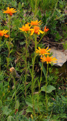 Senecio abrotanifolius.jpg