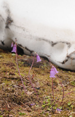 Soldanella pusilla with the snow.jpg