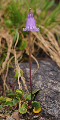 Soldanella pusilla.1.jpg