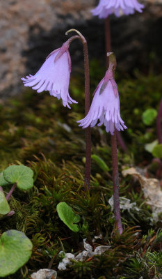 Soldanella pusilla.6.jpg