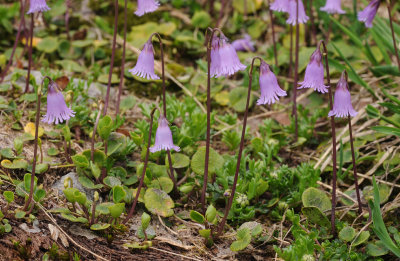 Soldanella pusilla.7.jpg