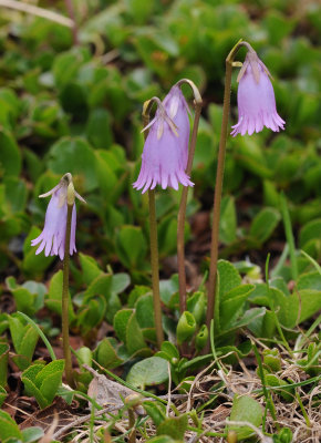 Soldanella pusilla.8.jpg