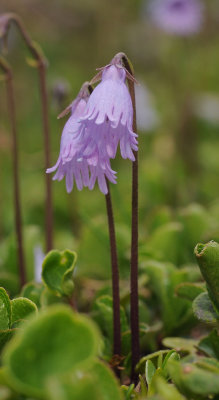 Soldanella pusilla.9.jpg