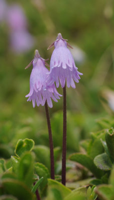 Soldanella pusilla.10.jpg