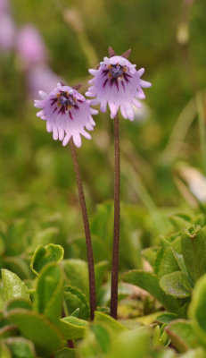 Soldanella pusilla.11.jpg