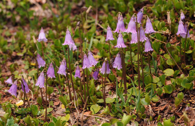 Soldanella pusilla.12.jpg