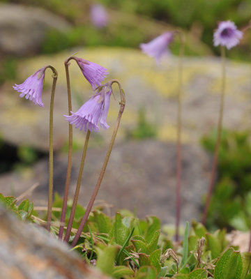 Soldanella pusilla.14.jpg